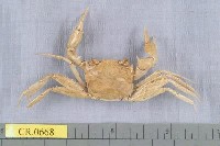 藏品(摩擦聲蟹)的圖片